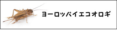 ヨーロッパイエコオロギ