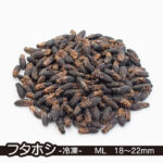 冷凍餌】フタホシエコオロギ ML 18～22mm - 餌用コオロギの通販専門店